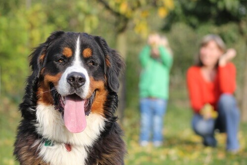 Um cão será fiel até a última batida de seu coração