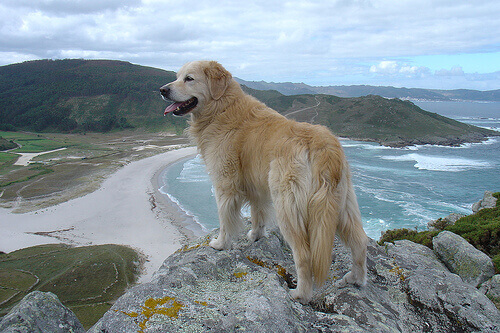 Cachorro observando praia