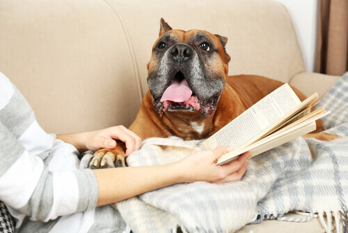 Cão com dono no sofá