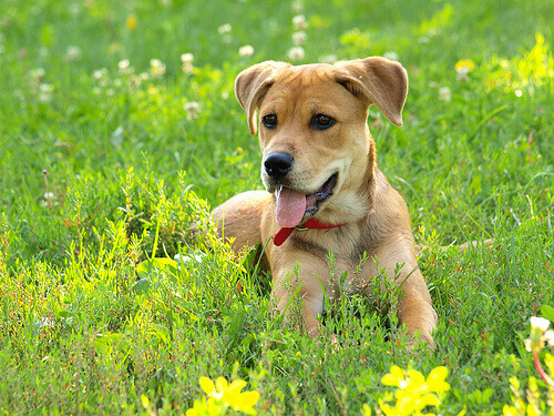 Criaram um tradutor de emoções para cães