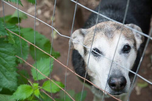 Esquadrão Orelhinhas é criado no Peru para resgatar animais abandonados