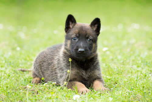 Como conseguir que seu cão obedeça à ordem de deitar