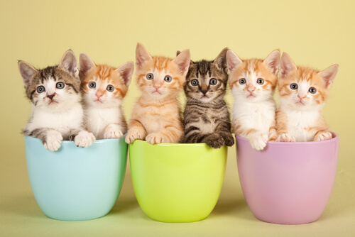 O significado das cores dos gatos