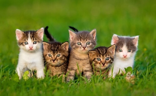 Como devemos agir com um gatinho recém-chegado em casa?