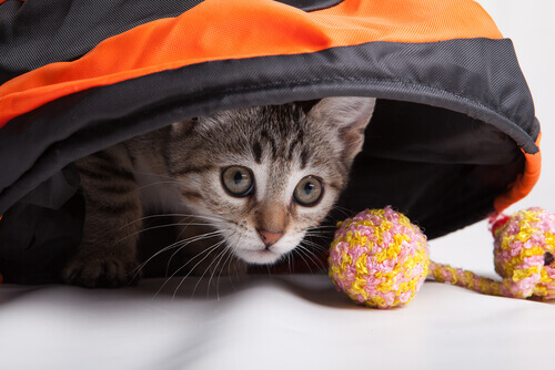 7 jogos para o seu gato