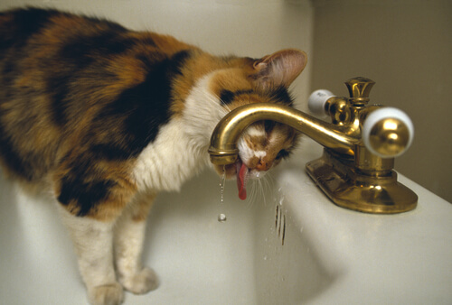 10 comportamentos tipicamente felinos