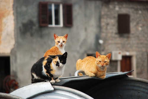Um sírio alimenta a 150 gatos vítimas do conflito