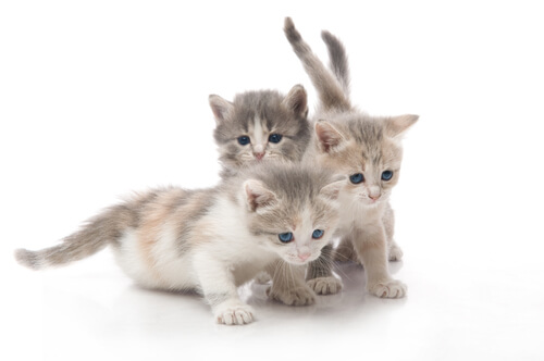 Filhotes de gato