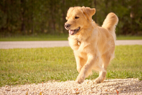 Qualidades: o cão representa o melhor de uma pessoa