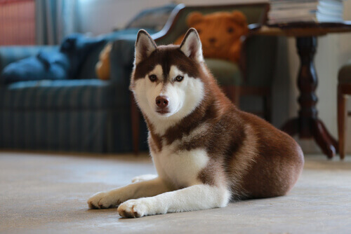Husky Siberiano