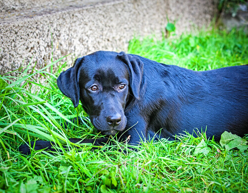 O último dia do cão Duke; aqui contamos sua história