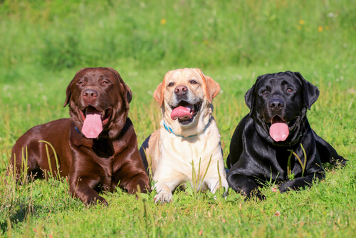 Três cães da raça Labrador: marrom, creme e preto
