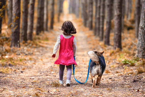 Um cão protege uma menina perdida no bosque durante a noite toda
