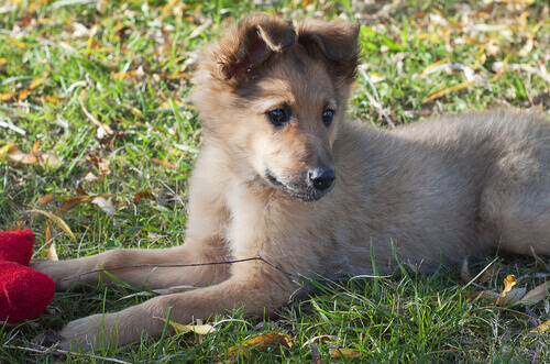 Pastor Basco, uma raça pouco conhecida