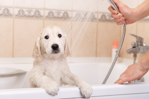 Como fazer um perfume caseiro para os cães
