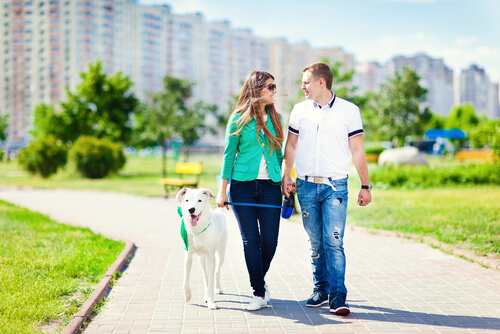 A saúde cardiovascular e os benefícios de se ter um cão