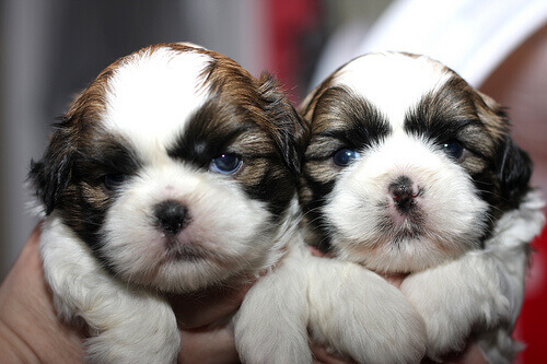 Filhotes de Shi Tzu