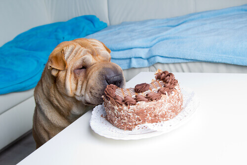 As principais razões que explicam por que os cães não devem comer chocolate