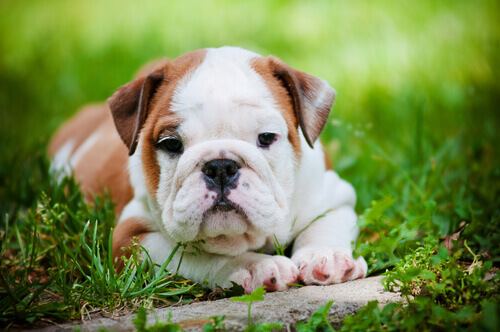 O xilitol, um veneno para os cães