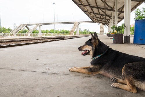 Málchik: história de um cão abandonado e de seu monumento