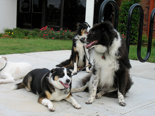 Adotar um cão é conhecer o significado da palavra felicidade