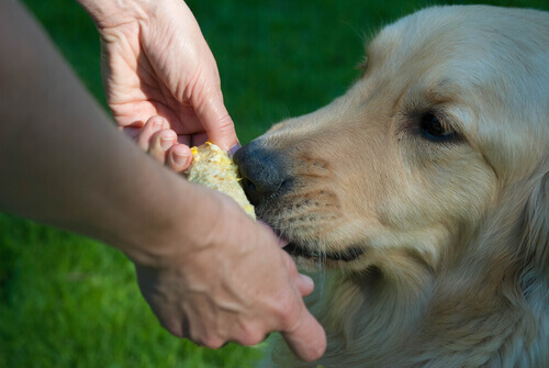 Cachorro comendo milho