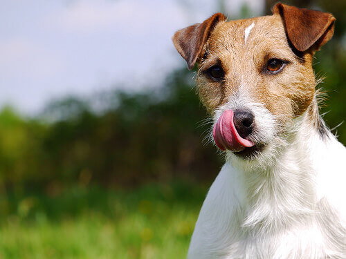 Os alimentos preferidos dos cães