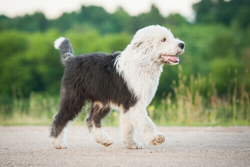 Cachorro Bobtail: características e fotos