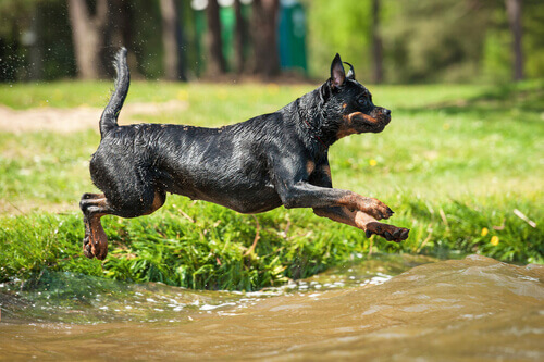 As melhores raças de cães de guarda