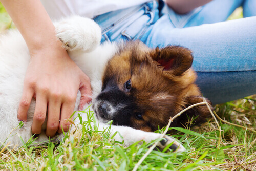 Os cães sentem nossa dor