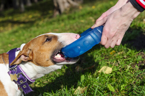Cachorro brincando de puxar