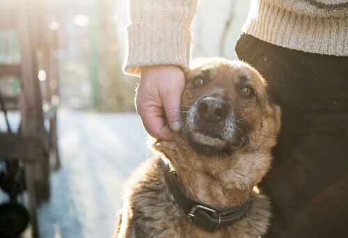 A companhia entre um cão e uma pessoa não necessita de palavras