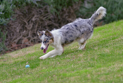 Como ensinar ao cão o exercício de pegar e trazer