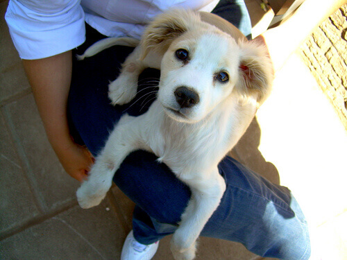 Cachorro no colo do dono