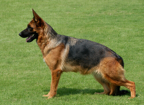 Cão Pastor Alemão