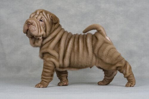 Cão Sharpei