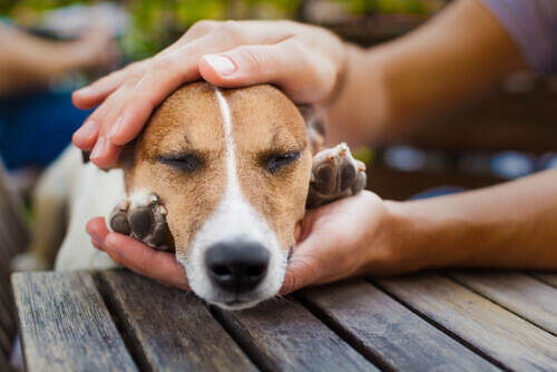 Os cães nos dão de presente o próprio coração