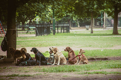 Cães em parque