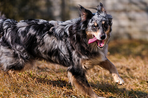 5 coisas que os cães gostam de perseguir