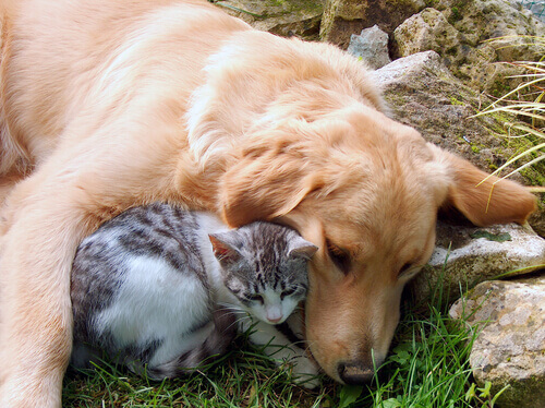 Cão e gato abraçados