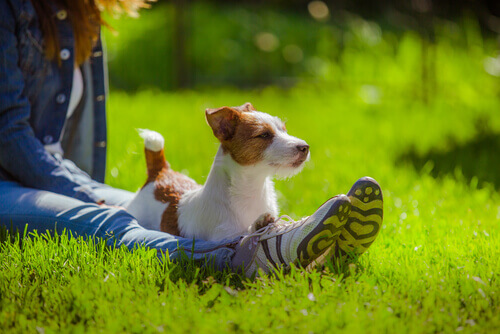 Cachorro sentado na grama com dona
