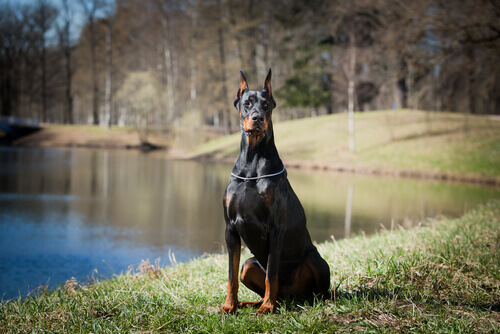 Dobermann no lago