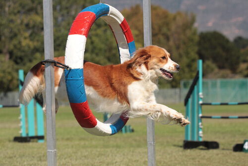 Principais esportes para cães