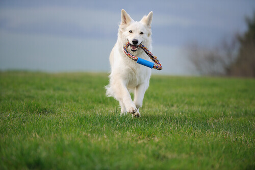 Cachorro correndo com brinquedo