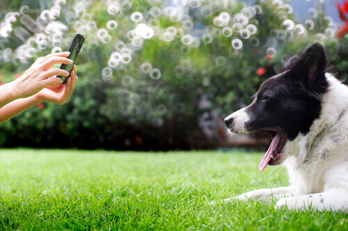 Conselhos para fotografar o seu animal de estimação