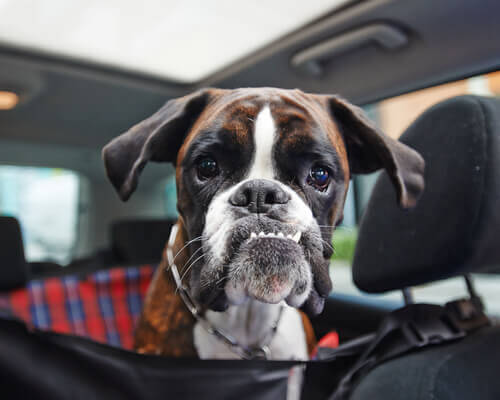 O hipotireoidismo em cães