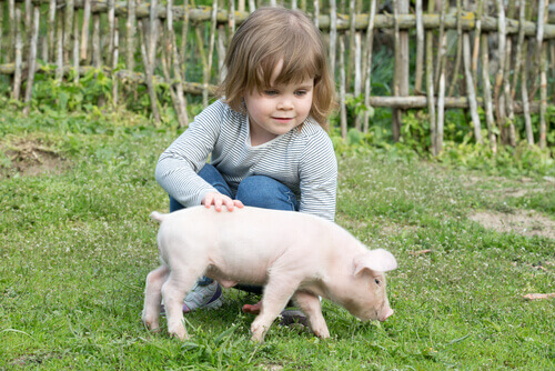 Criança com porco