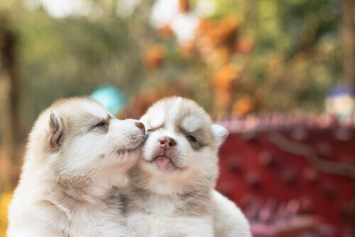 Às vezes não merecemos tanto amor como o que nos dão os pets