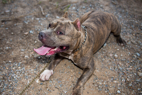 O Pitbull que foi resgatado de uma lata de lixo
