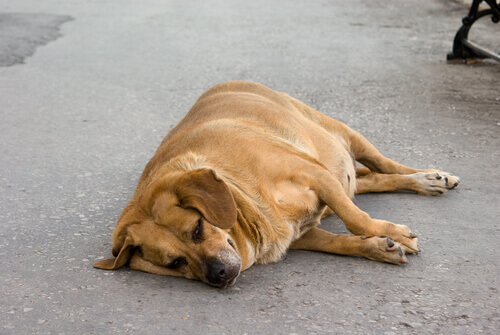 Salvam uma cachorrinha grávida quando estava no limite de suas forças